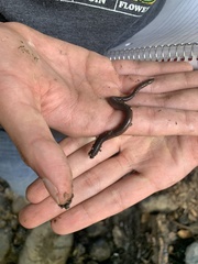 Lumbricus terrestris