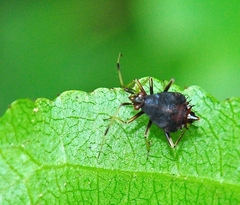 Deraeocoris ruber