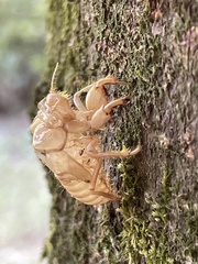 Cicada