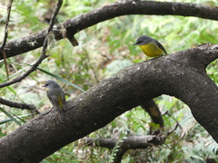 Eopsaltria australis