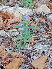 Galeopsis angustifolia