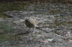 Phylloscopus claudiae