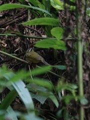 Phylloscopus tephrocephalus