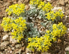 Odontarrhena litvinovii