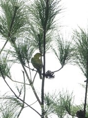 Oriolus chinensis