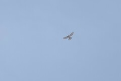 Accipiter trivirgatus