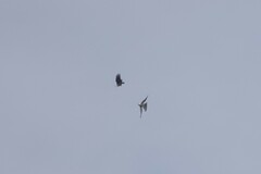 Accipiter trivirgatus