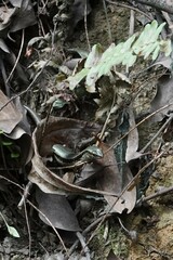 Sphenomorphus indicus