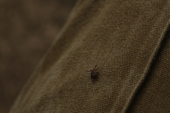 Dermacentor reticulatus