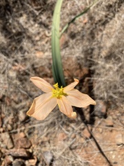 Moraea pallida
