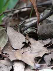 Sphenomorphus indicus