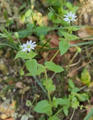 Stellaria
