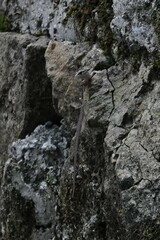 Sphenomorphus indicus