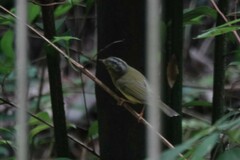 Phylloscopus tephrocephalus