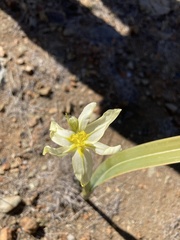 Moraea pallida