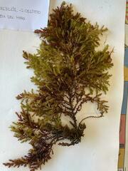 Ericaria mediterranea