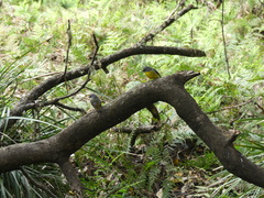 Eopsaltria australis