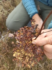 Thalictrum minus