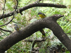 Eopsaltria australis