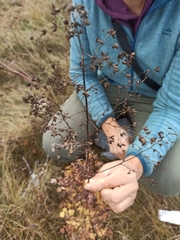 Thalictrum minus