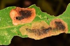 Leucoptera sinuella