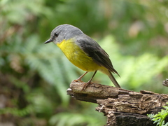 Eopsaltria australis