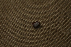 Dermacentor reticulatus