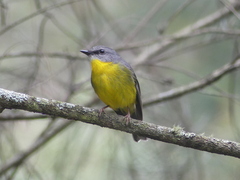 Eopsaltria australis