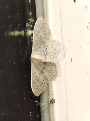 Idaea eugeniata