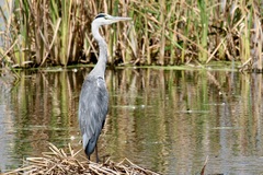 Ardea cinerea cinerea