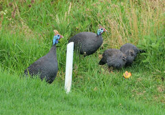 Numida meleagris coronatus