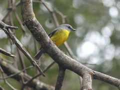 Eopsaltria australis