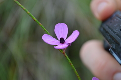 Tetratheca juncea