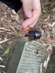 Cryptotympana atrata