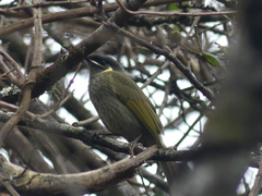 Meliphaga lewinii