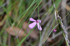 Tetratheca juncea
