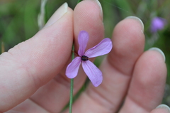 Tetratheca juncea
