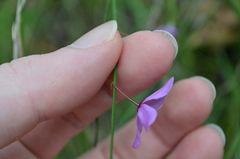 Tetratheca juncea