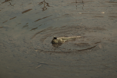 Periophthalmodon schlosseri