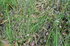 Tetratheca juncea