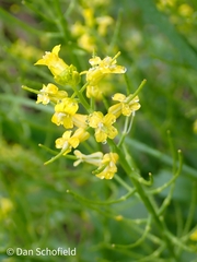 Barbarea vulgaris