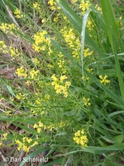 Barbarea vulgaris