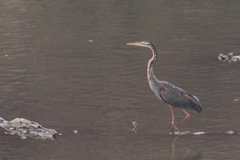 Ardea purpurea manilensis