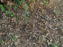 Lampropeltis californiae