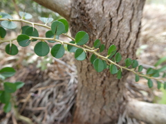 Maclura cochinchinensis