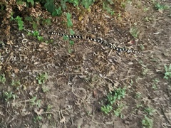 Lampropeltis californiae