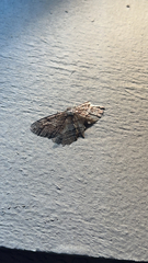 Neoalcis californiaria