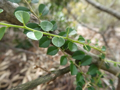 Maclura cochinchinensis