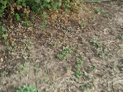 Lampropeltis californiae