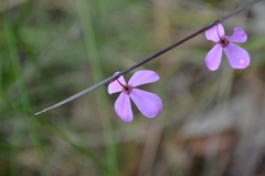 Tetratheca juncea
